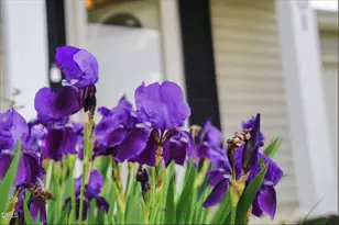 301 Downing Glen Dr, Morrisville, NC 27560 - Photo 4