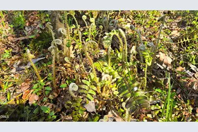 00 Woody, Oxford, NC 27565 - Photo 4