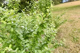 128 E Railroad St, La Grange, NC 28551 - Photo 46