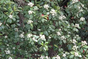 2716 Rue Sans Famille, Raleigh, NC 27607 - Photo 36