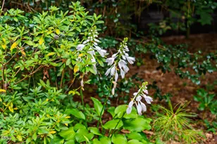 184 Lystra Estates Dr, Chapel Hill, NC 27517 - Photo 78