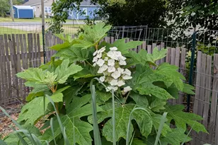 1326 Stonewall St, Burlington, NC 27217 - Photo 20