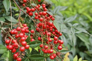 3910 Plymouth Rd, Durham, NC 27707 - Photo 6