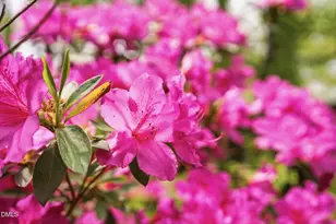 3910 Plymouth Rd, Durham, NC 27707 - Photo 86