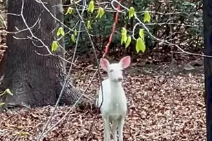 3413 W Wyndham Ln, Durham, NC 27705 - Photo 42