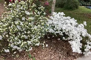 101 Pinecrest Rd, Durham, NC 27705 - Photo 20