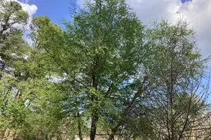 101 Pinecrest Rd, Durham, NC 27705 - Photo 30