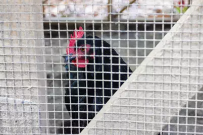 3409 Pickett Road, Durham, NC 27705 - Photo 50