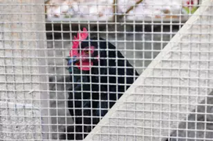 3409 Pickett Rd, Durham, NC 27705 - Photo 50