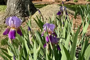 319 Reade Dr, Roxboro, NC 27573 - Photo 6