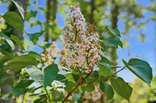 1236 Fanning Dr, Wake Forest, NC 27587 - Photo 42