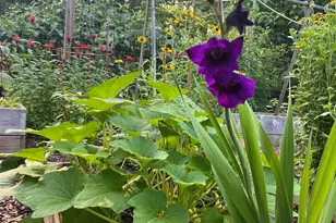 977 Windy Ridge Rd, Chapel Hill, NC 27517 - Photo 80