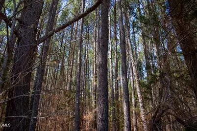 0 Doll Branch Road, Milton, NC 27305 - Photo 38