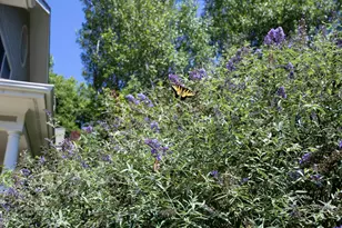 208 W Columbia Pl W, Chapel Hill, NC 27516 - Photo 34