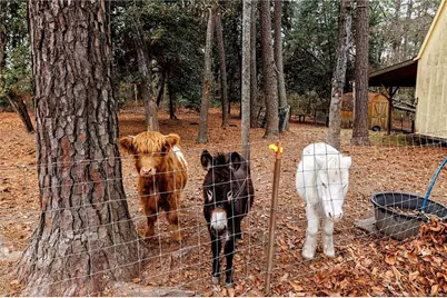 329 Silver Grove Church Road, Rockingham, NC 28379 - Photo 6