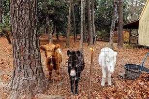 329 Silver Grove Church Rd, Rockingham, NC 28379 - Photo 6