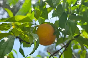 1906 Partridge Dr, Fayetteville, NC 28304 - Photo 46