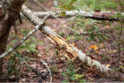 00 Blue Woods Road, Laurinburg, NC 28352 - Photo 22
