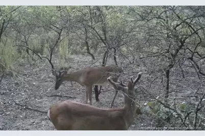 00 Blue Woods Road, Laurinburg, NC 28352 - Photo 40