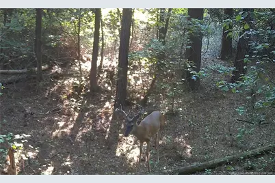 00 Blue Woods Road, Laurinburg, NC 28352 - Photo 38