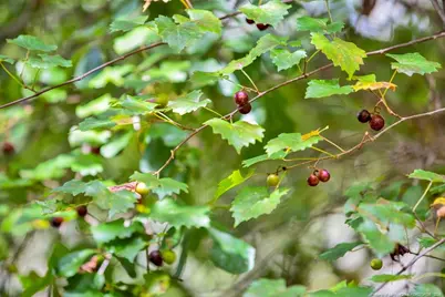 00 Blue Woods Road, Laurinburg, NC 28352 - Photo 34
