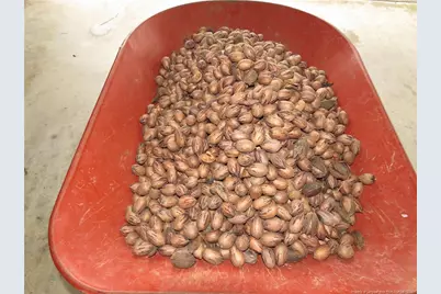 10097 Nc Highway 41 S, Fairmont, NC 28340 - Photo 38