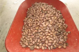 10097 Nc Hwy 41 S, Fairmont, NC 28340 - Photo 38