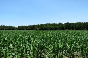 Tbd Nc Hwy 71 Hwy, Red Springs, NC 28377 - Photo 6