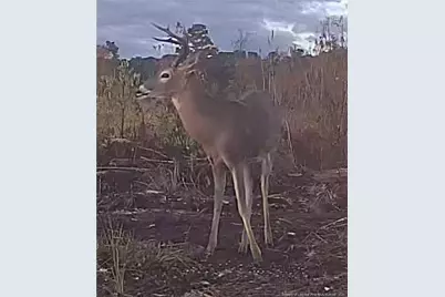 52 Acres, River Front Property Land, Lumberton, NC 28360 - Photo 22