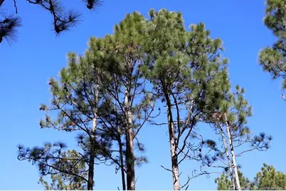 Nc Hwy 130 Highway, Fairmont, NC 28340 - Photo 12