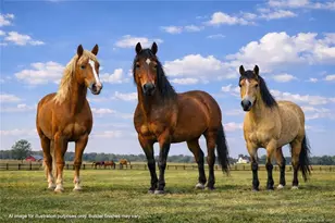 00 Paddock Meadows (Lot 1) Rd, Red Springs, NC 28377 - Photo 26