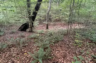 0 Bethel South Fork Rd, Snow Camp, NC 27349 - Photo 1