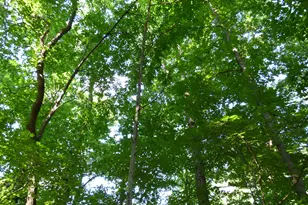 Lot 54 Forest Dr, Graham, NC 27253 - Photo 1