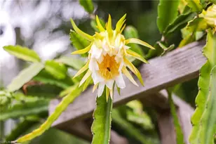 1771 Coral Way, North Fort Myers, FL 33917 - Photo 32