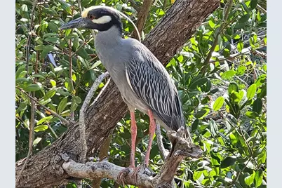 737 Vinca Way, Sanibel, FL 33957 - Photo 4