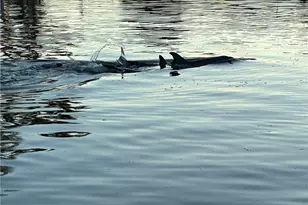 946 Whelk Dr, Sanibel, FL 33957 - Photo 30