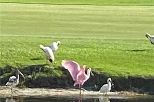 2417 Wulfert Rd, Sanibel, FL 33957 - Photo 50