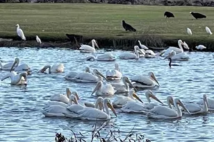 16448 Timberlakes Dr, Fort Myers, FL 33908 - Photo 44