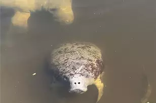 428 SW 39th Ave, Cape Coral, FL 33991 - Photo 46