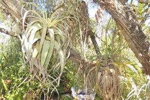 229 SE 46th Ln, Cape Coral, FL 33904 - Photo 48