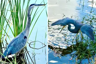 14593 Aeries Way Dr, Fort Myers, FL 33912 - Photo 4