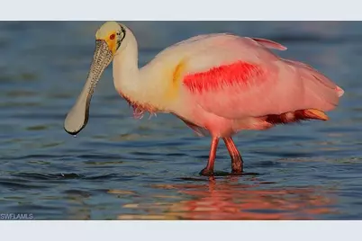 736 Ashland St E, Lehigh Acres, FL 33974 - Photo 10