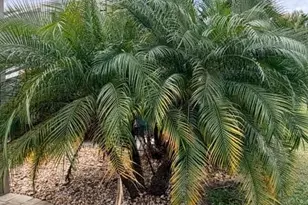 10329 Fire Flag Trail, Fort Myers, FL 33905 - Photo 12