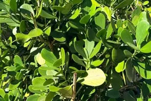 5100 Cypress Trail Resort Cir, Fort Myers, FL 33905 - Photo 14