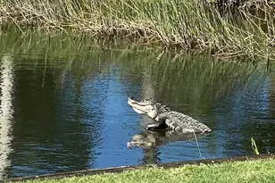 10230 Washingtonia Palm Way, Fort Myers, FL 33966 - Photo 40