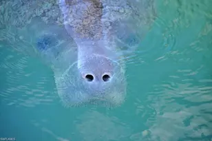 13110 Pebblebrook Point Cir, Fort Myers, FL 33905 - Photo 34