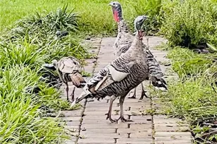 3551 Red Barn, Ormond Beach, FL 34174 - Photo 10