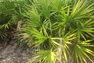 544 Wabasso Ave S, Lehigh Acres, FL 33974 - Photo 1