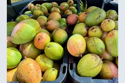 6640 Sunrise Ln, Bokeelia, FL 33922 - Photo 8