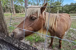 2291 Secretariat Dr, Labelle, FL 33935 - Photo 46